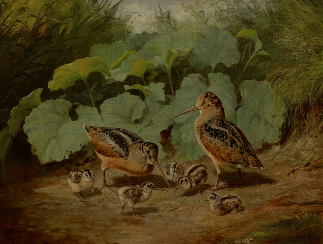 Woodcock ja Young tekijältä Arthur Fitzwilliam Tait