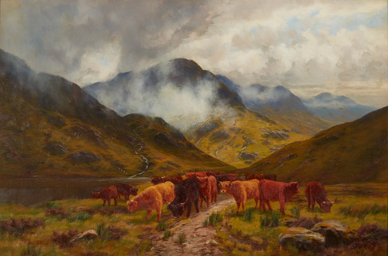 Highland Cattle (öljy kankaalle) tekijältä Arthur Millward
