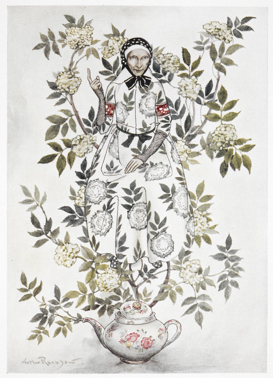 Puun keskellä istui ystävällisen näköinen nainen. Suuri kasvi, joka kasvaa teekannusta. Vanha nainen oksien keskellä. Värillinen kuvitus sanalle "Elder-tree äiti". tekijältä Arthur Rackham