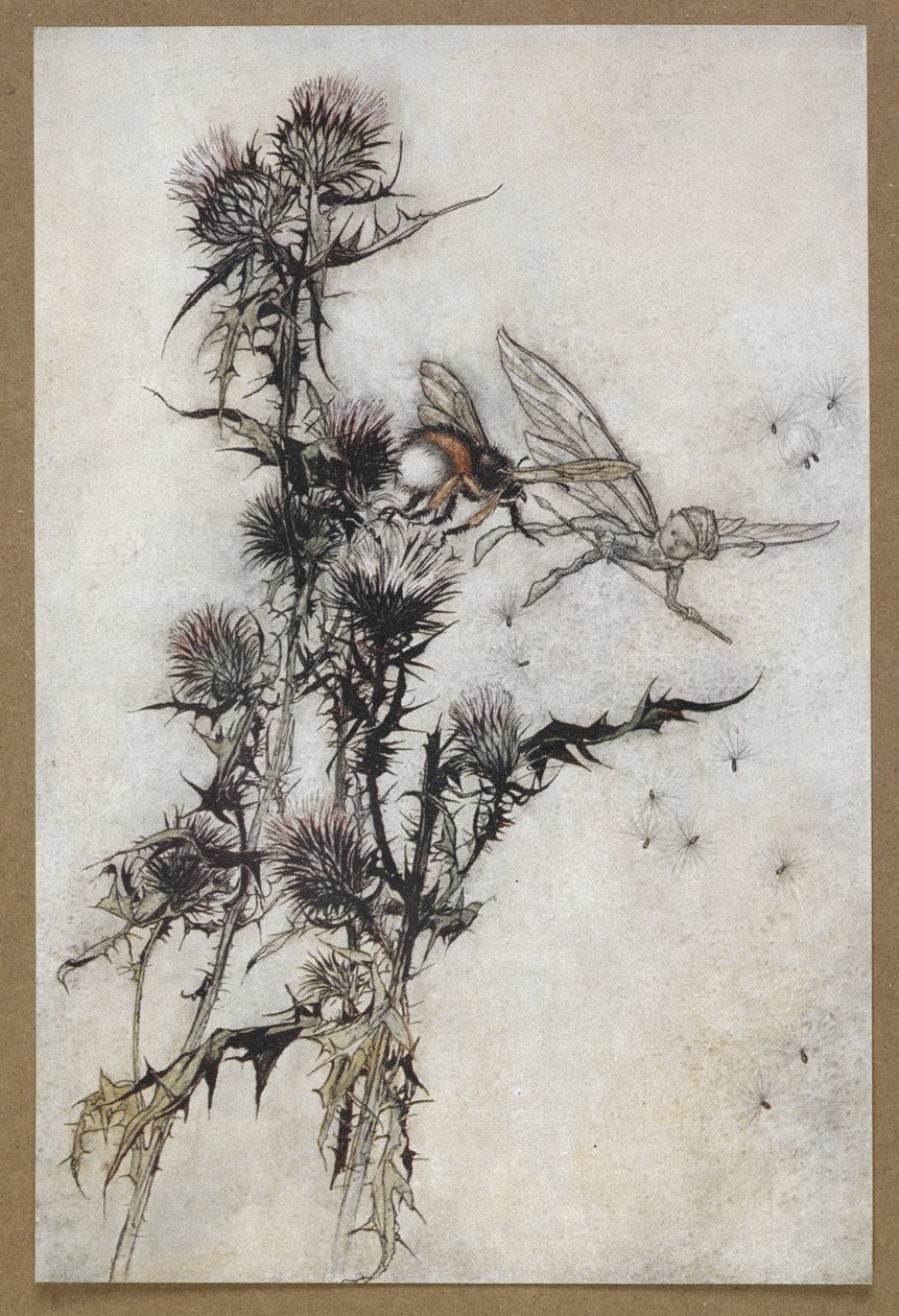 Tapa minulle punalonkkainen nöyrä mehiläinen ohdakkeen latvaan. Kohtaus Kesäyön unelmasta. tekijältä Arthur Rackham