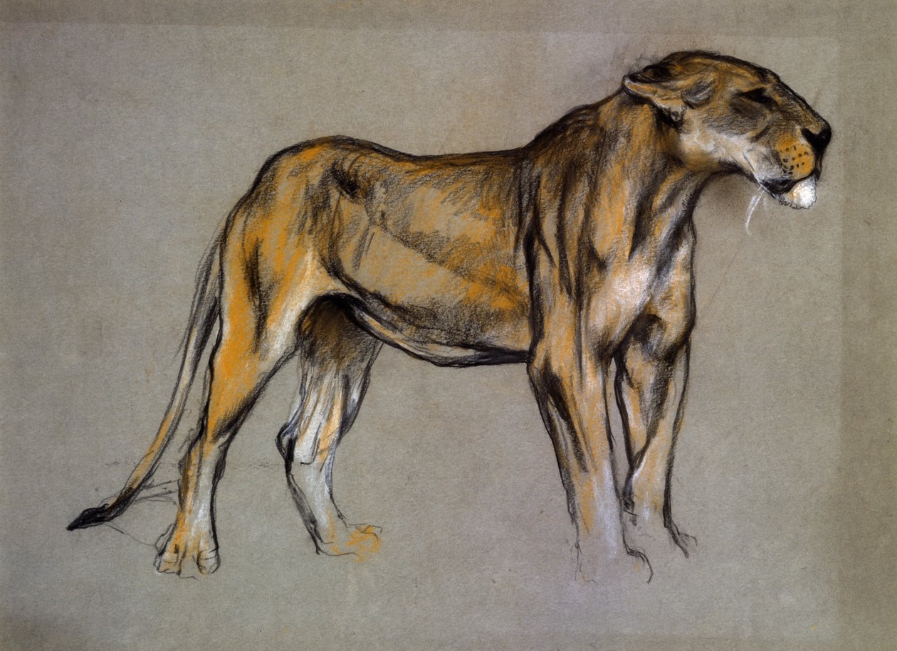 Lioness, n. 1900 (pastelli harmaalle paperille) tekijältä Arthur Wardle