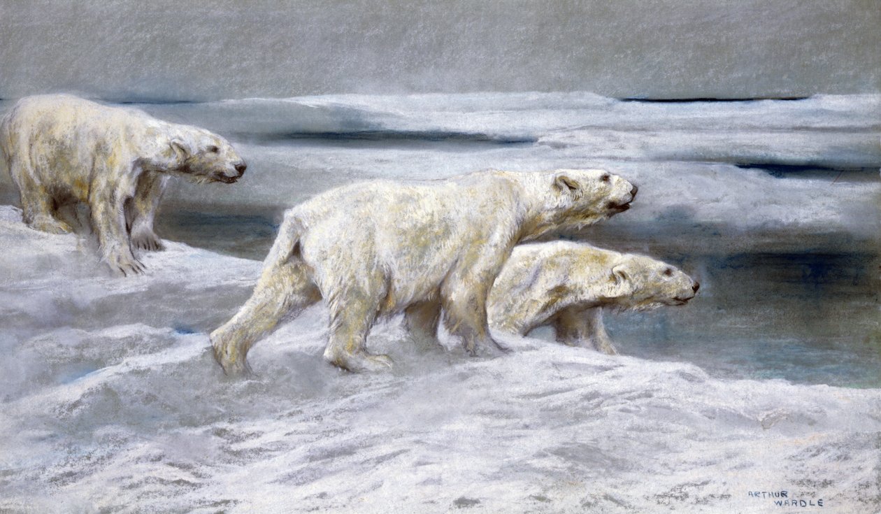 Jääkarhut, n. 1900 (värilliset liidut harmaalla paperilla) tekijältä Arthur Wardle
