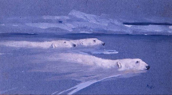 Jääkarhut uimassa (akvarelli) tekijältä Arthur Wardle