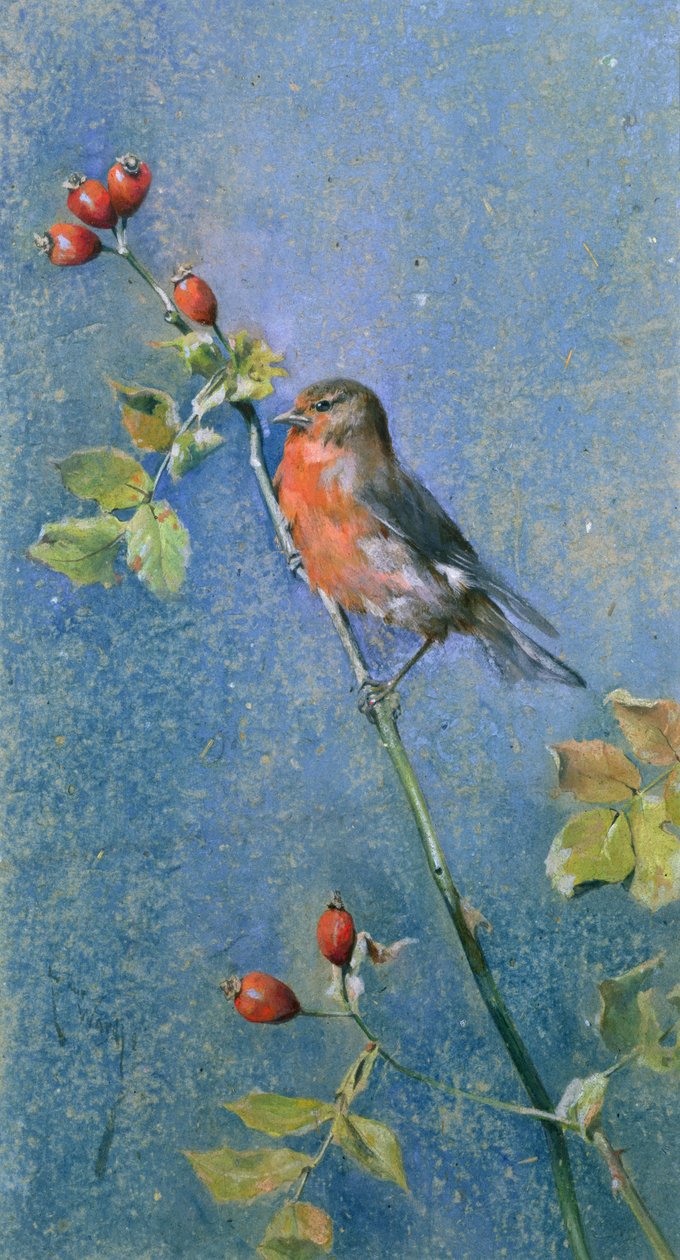 Robin oksalla tekijältä Arthur Wardle