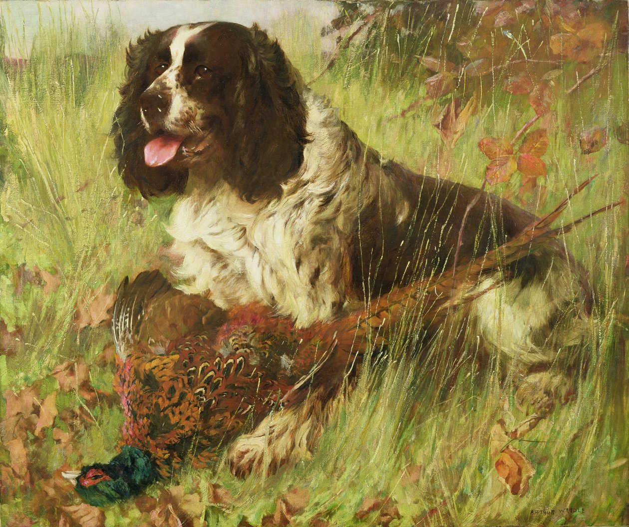 Springerspanieli fasaanin kanssa tekijältä Arthur Wardle