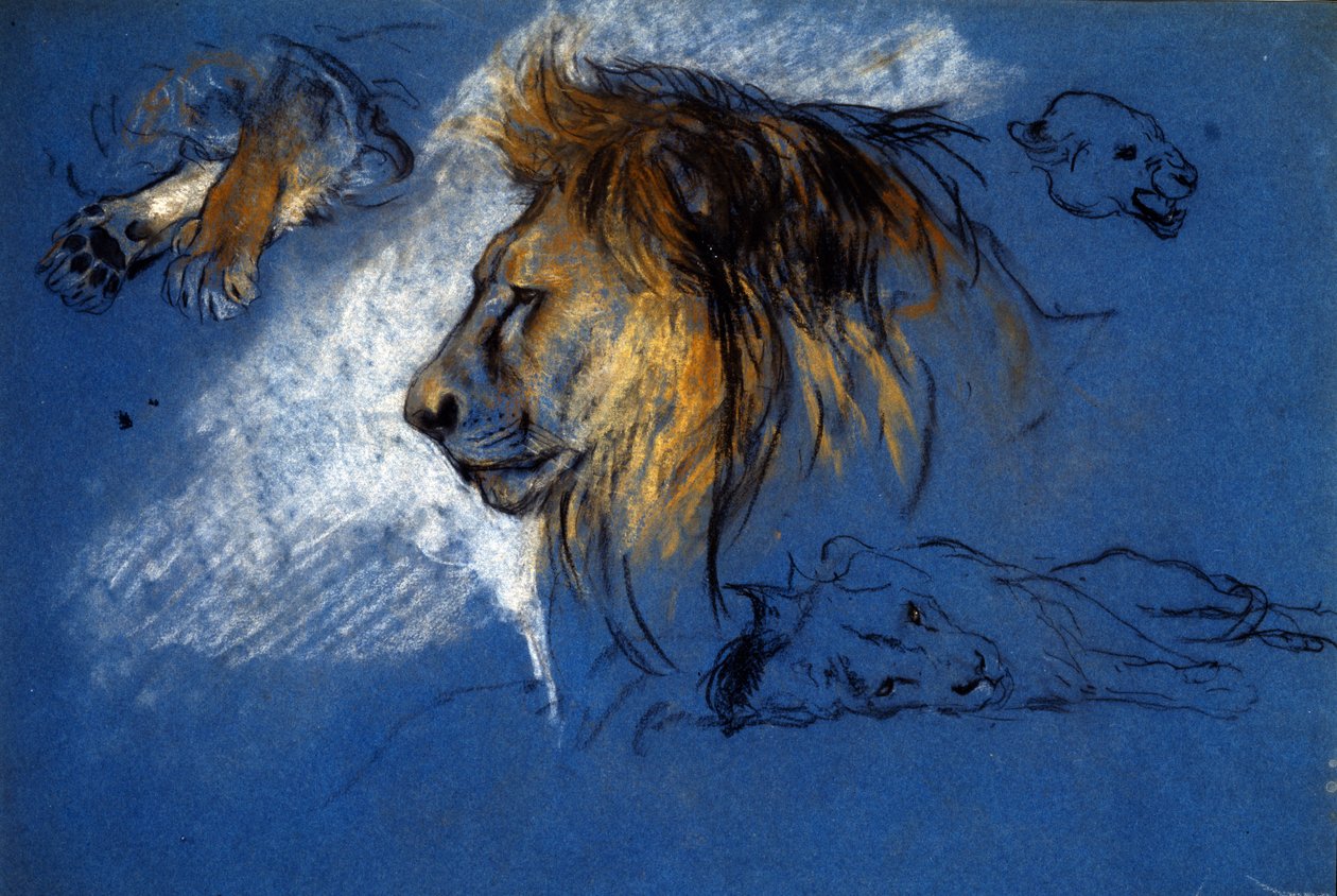 Study of a Lion, n. 1905 (pastelli siniselle paperille) tekijältä Arthur Wardle