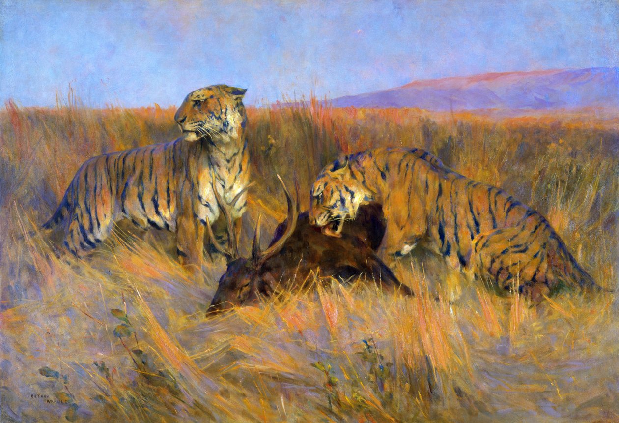 Tigers at Kill (öljy kankaalle) tekijältä Arthur Wardle