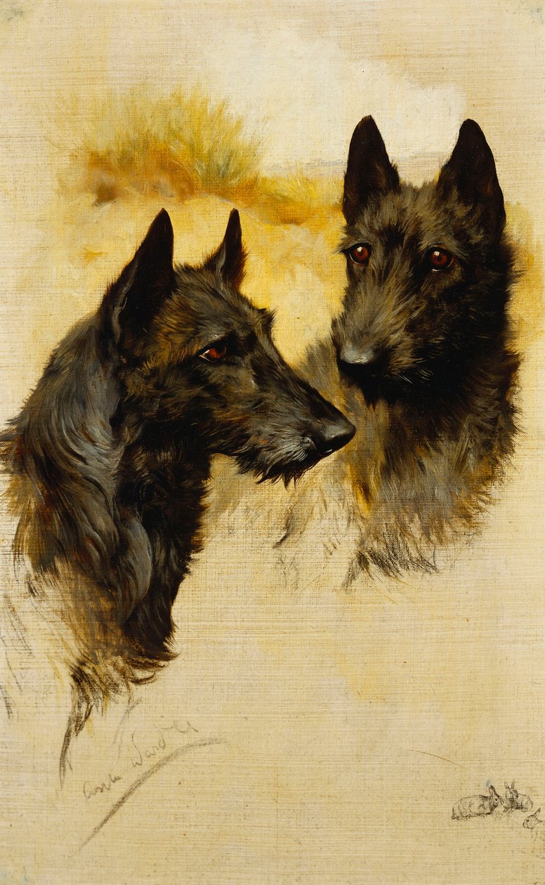 Kaksi skotlantilaista terrieriä (öljy kankaalle) tekijältä Arthur Wardle