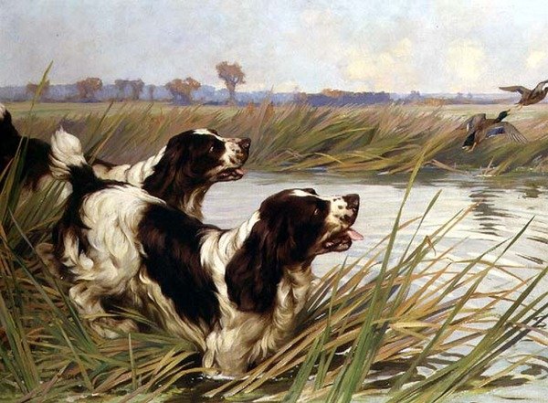 Kaksi Springeriä jahtaamassa sinisorskoja tekijältä Arthur Wardle