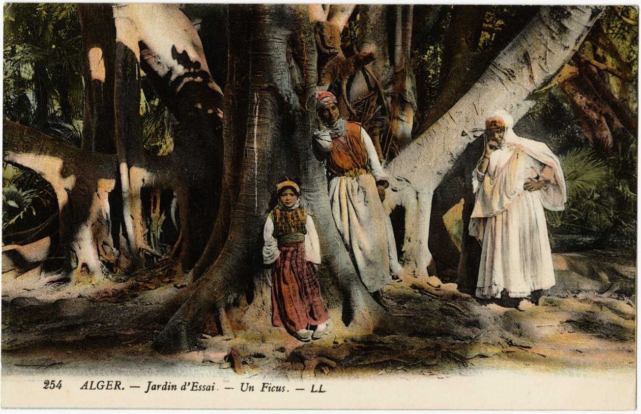 Ficus Essay-puutarhassa Algerissa, Algeriassa. Postikortti Selvan kokoelmasta. tekijältä Artist Unknown
