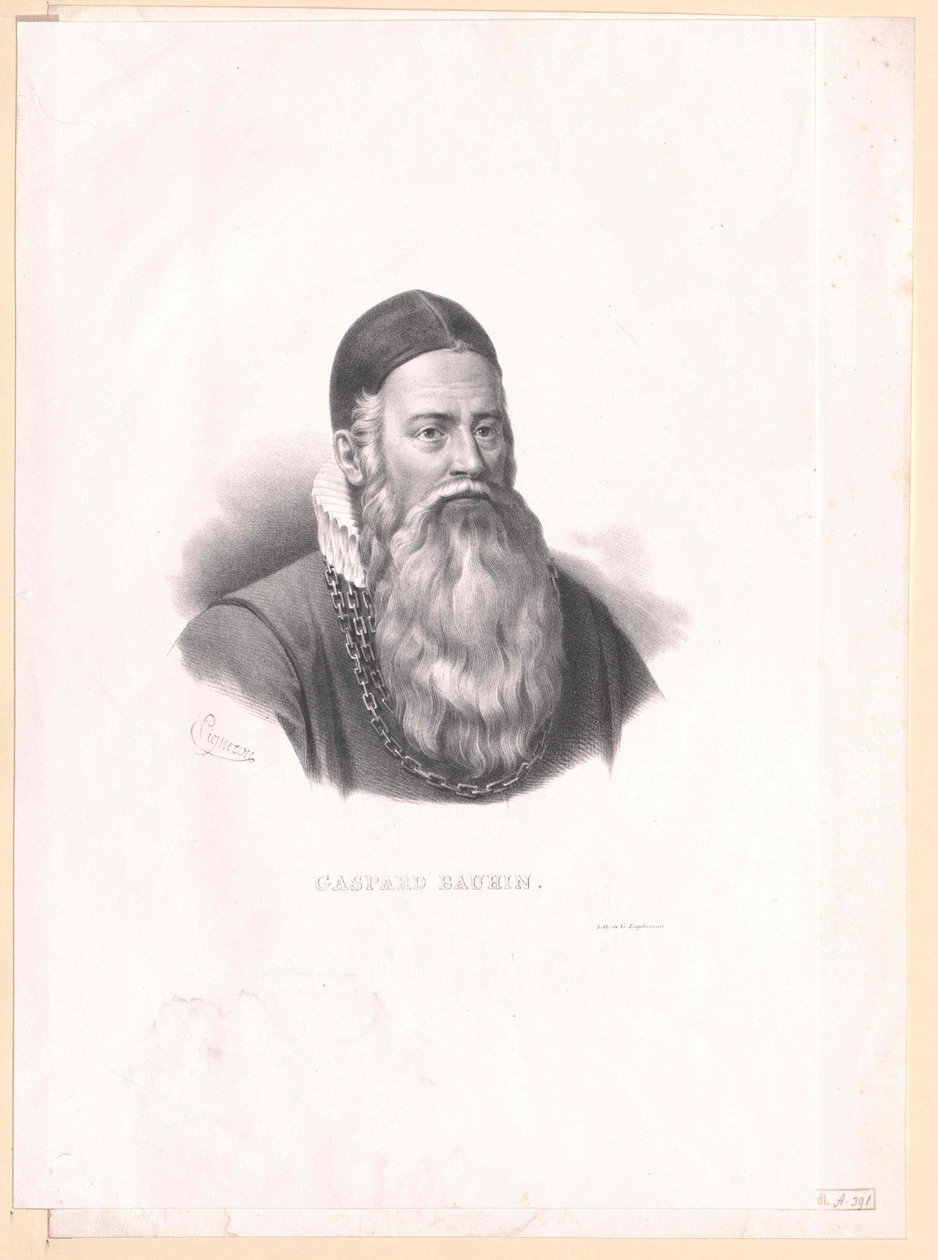 Kaspar Bauhin tekijältä Artist Unknown