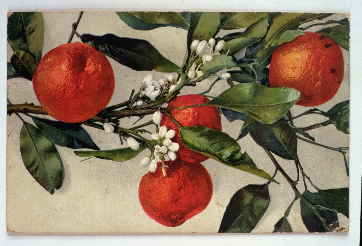 Appelsiinit, postikortti tekijältä Artist Unknown