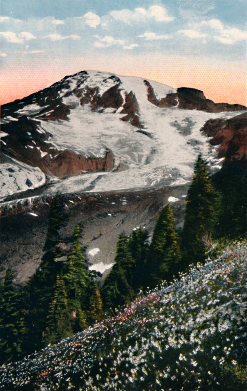 Avalanche Liljat, kasvavat Mount Rainierilla, vuodelta 1916 tekijältä Asahel Curtis