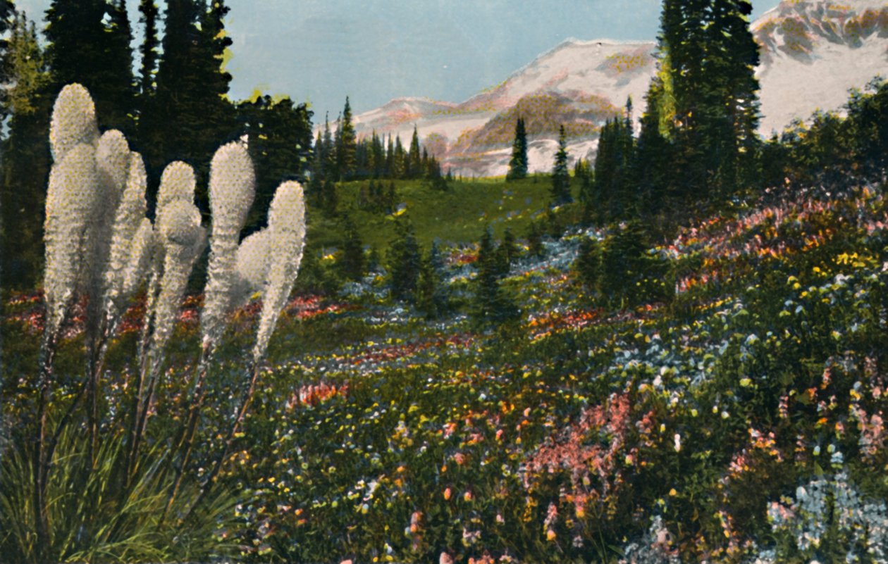 Indian Basket Grass kasvaa Mount Rainier National Parkissa, vuodelta 1916 tekijältä Asahel Curtis