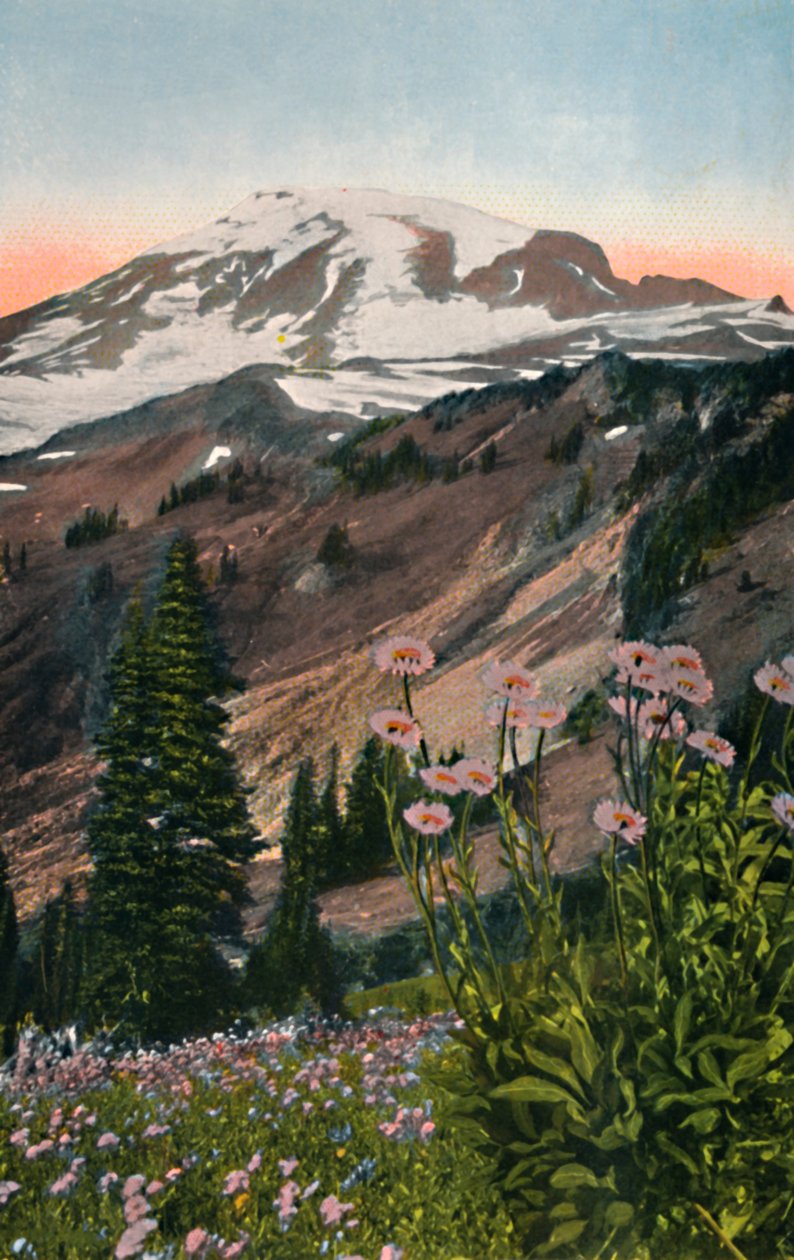 Purple Asters, Mount Rainier National Parkissa, vuodelta 1916 tekijältä Asahel Curtis