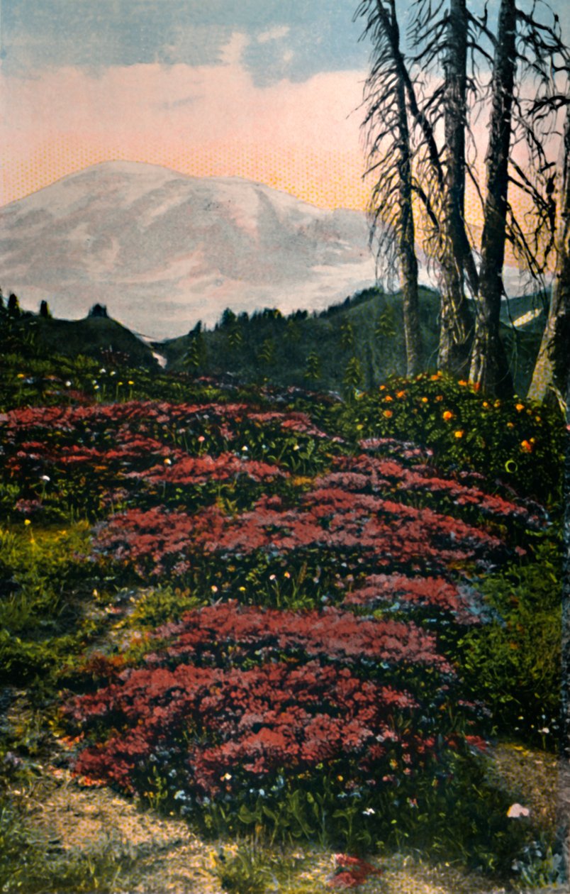 Purple Heatherin kasvava Mount Rainier National Park, vuodelta 1916 tekijältä Asahel Curtis