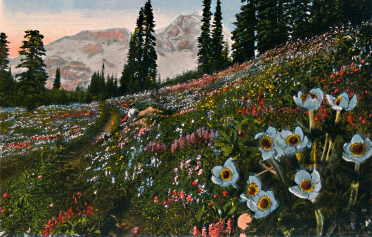 Anemone Mount Rainier National Parkissa, vuodelta 1916 tekijältä Asahel Curtis