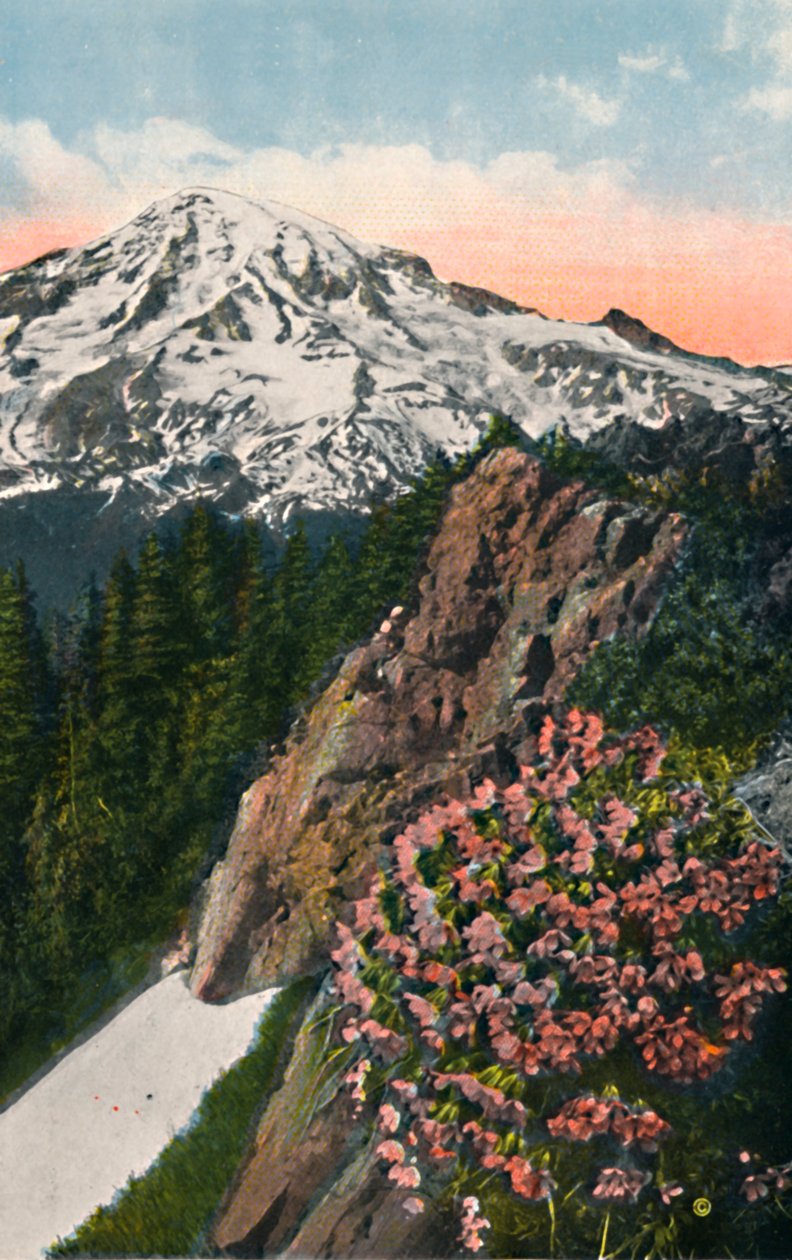 Primrose Mount Rainierilla, vuodelta 1916 tekijältä Asahel Curtis