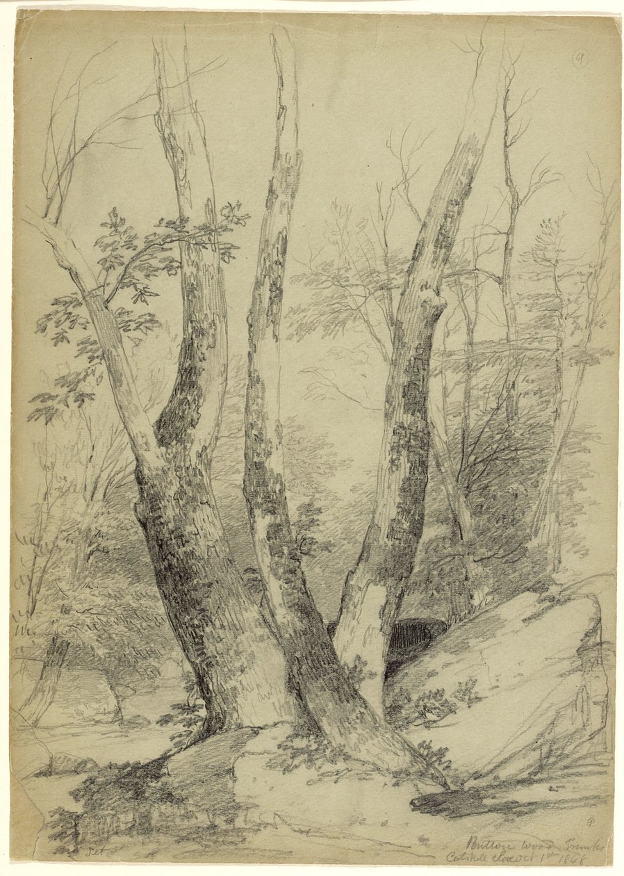 Nappulapuun runkoja, Catskill Clove, New York, 1848 (grafiitti harmaanvihreälle paperille) tekijältä Asher Brown Durand