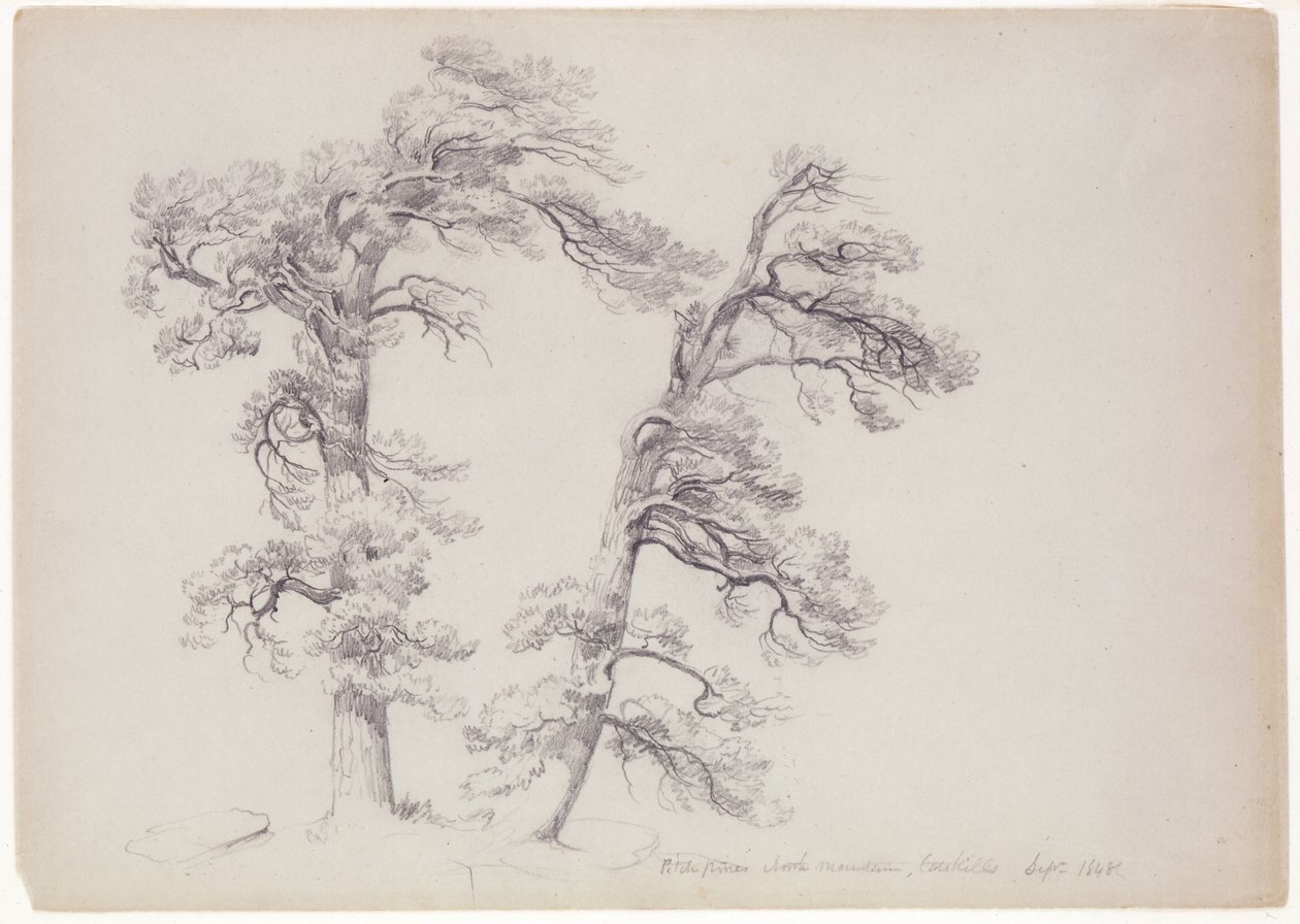 Pitch Pines, North Mountain, Catskills, New York, 1848 (grafiitti harmaanvihreälle paperille) tekijältä Asher Brown Durand