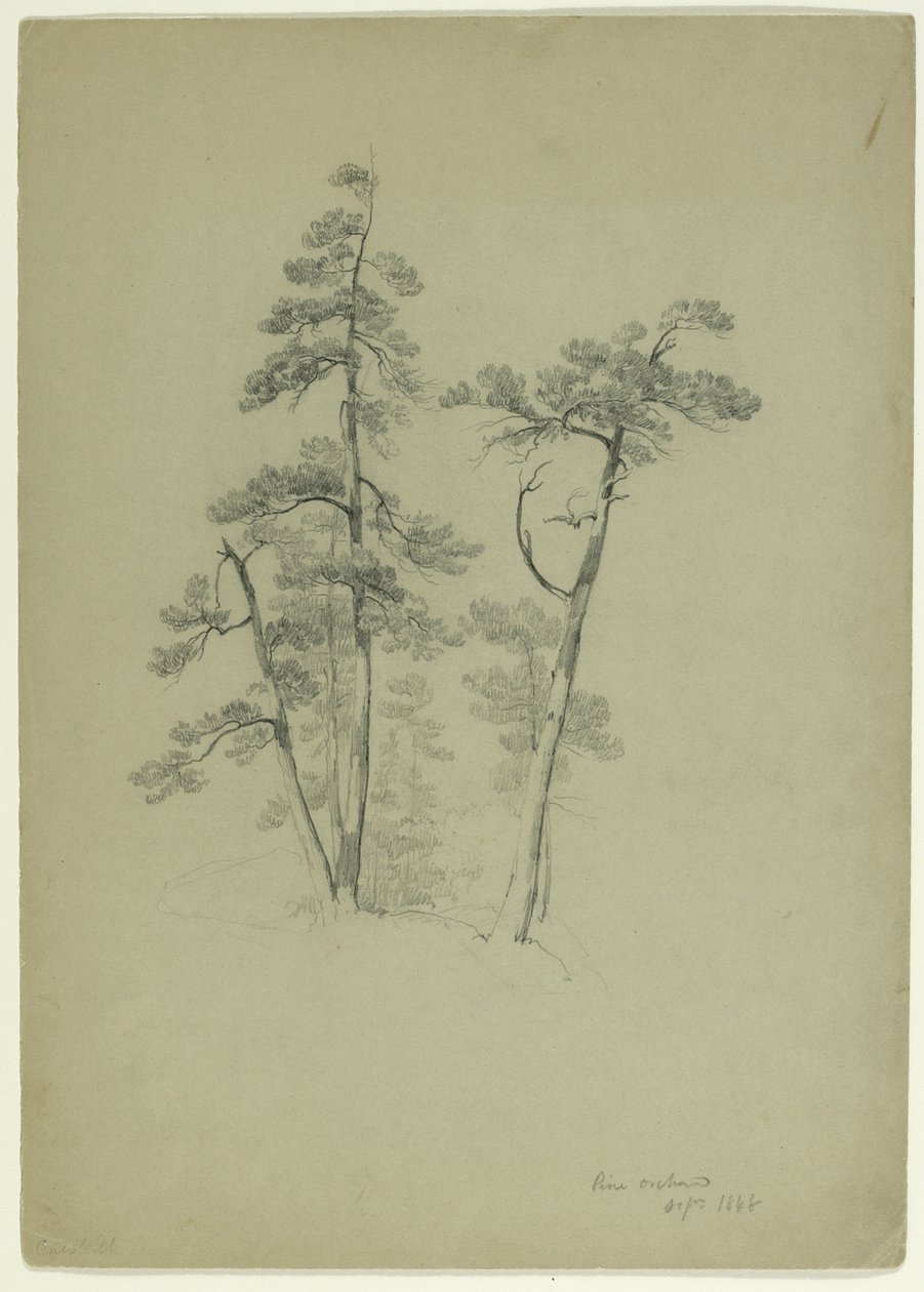Study of Trees, Pine Orchard, Catskill, New York, 1848 (grafiitti harmaanvihreällä paperilla) tekijältä Asher Brown Durand
