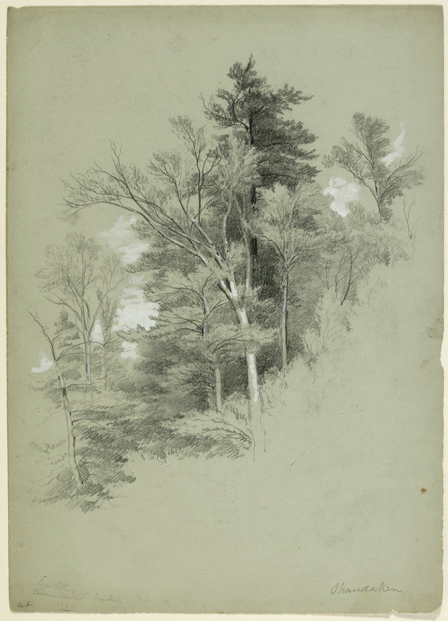 Study of Trees, Shandaken, New York, 1849 (grafiitti, valkoinen guassi ja valkoinen lyijypigmentti harmaanvihreällä paperilla) tekijältä Asher Brown Durand
