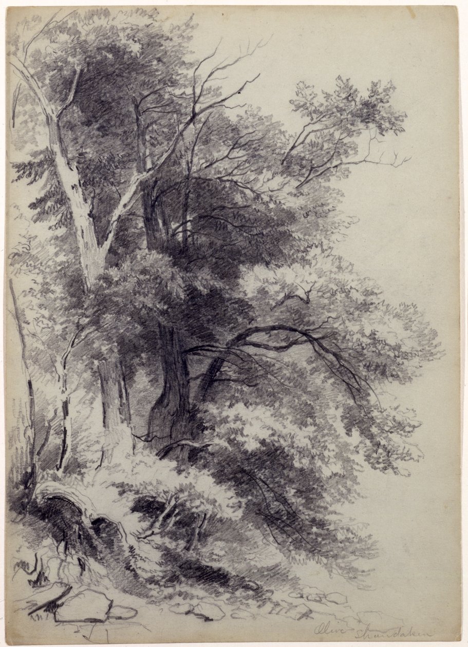 Study of Trees, ShandakenOlive, New York, 1852 (grafiittia naarmuuntumalla harmaanvihreällä paperilla) tekijältä Asher Brown Durand