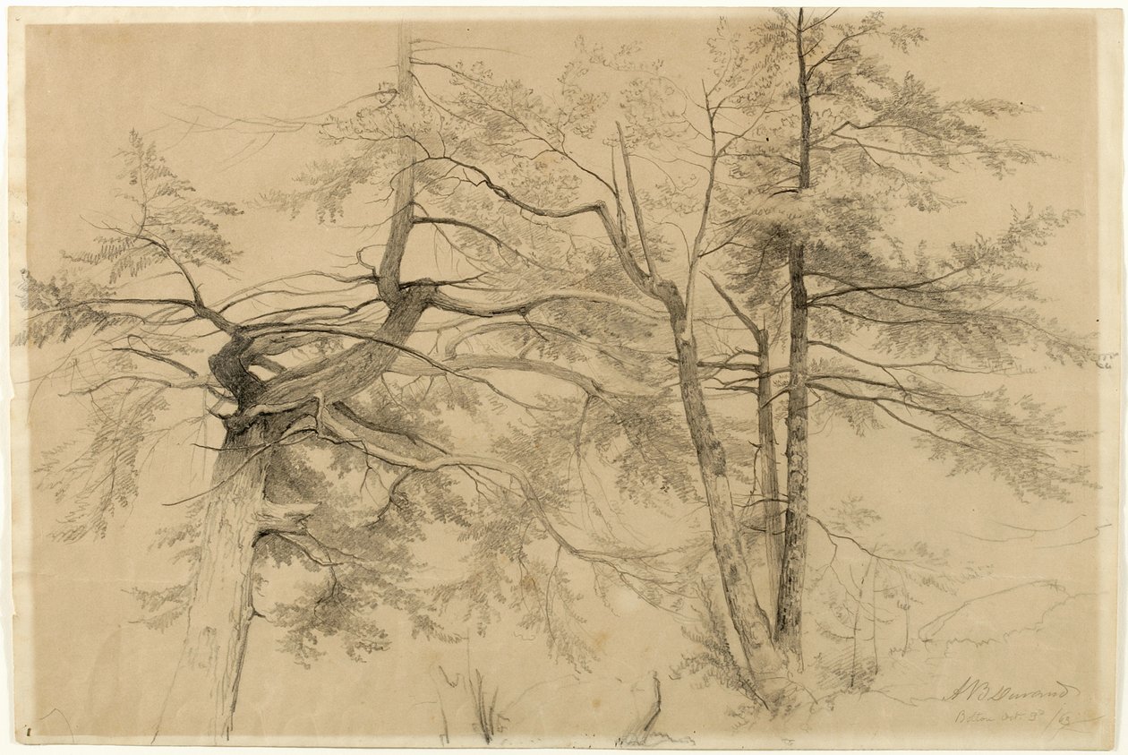 Study of Two Trees, Bolton, Lake George, New York, 1863 (grafiitti beigelle Bristol-paperille) tekijältä Asher Brown Durand