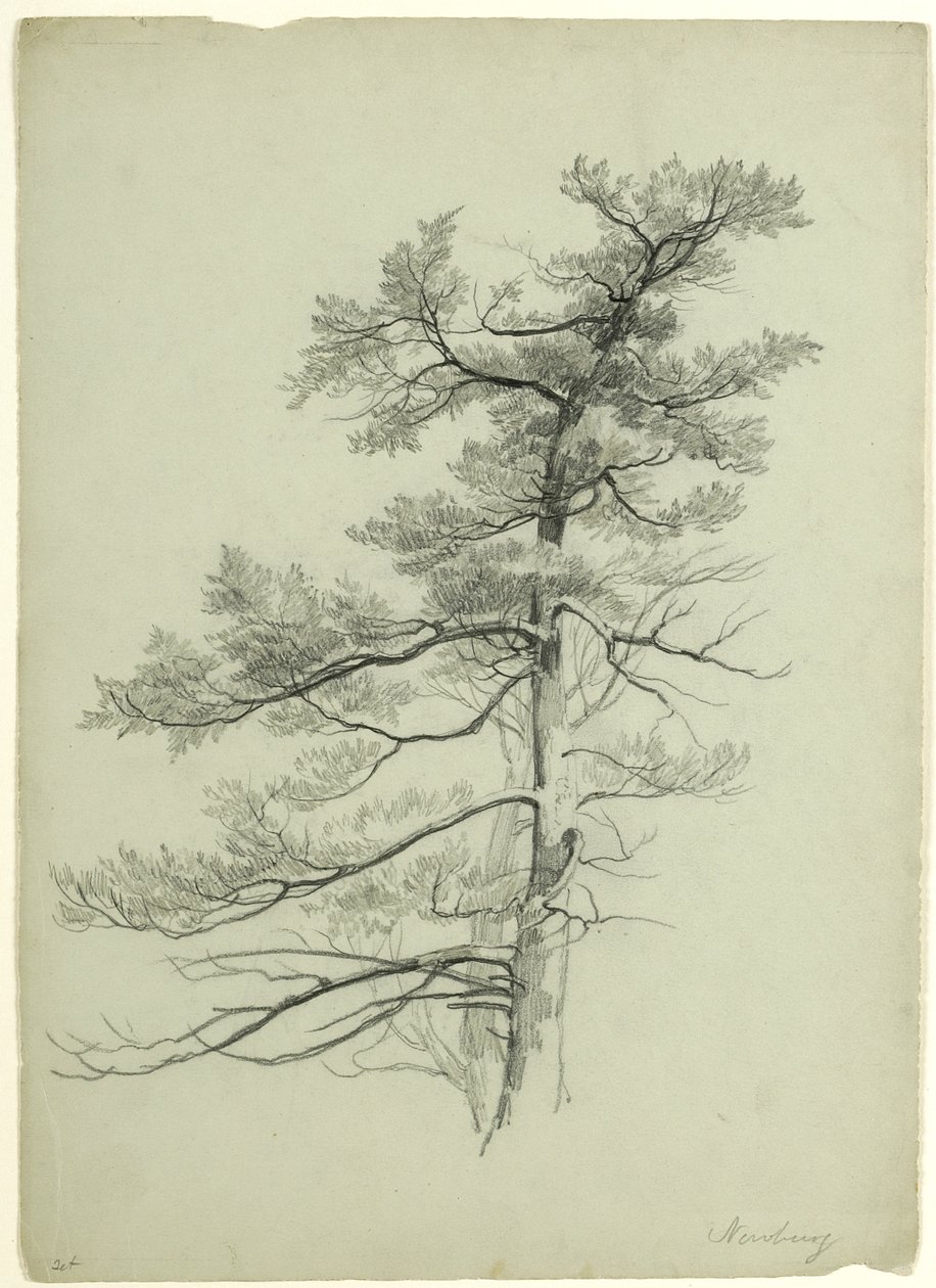 Tree Study, Newburgh, New York, 1849 (grafiitti harmaanvihreällä paperilla) tekijältä Asher Brown Durand