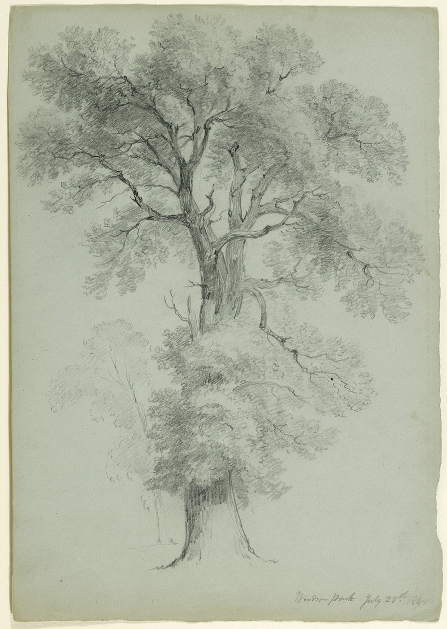 Tree Study, Windsor Park, Englanti, 1840 (grafiitti harmaanvihreälle paperille) tekijältä Asher Brown Durand