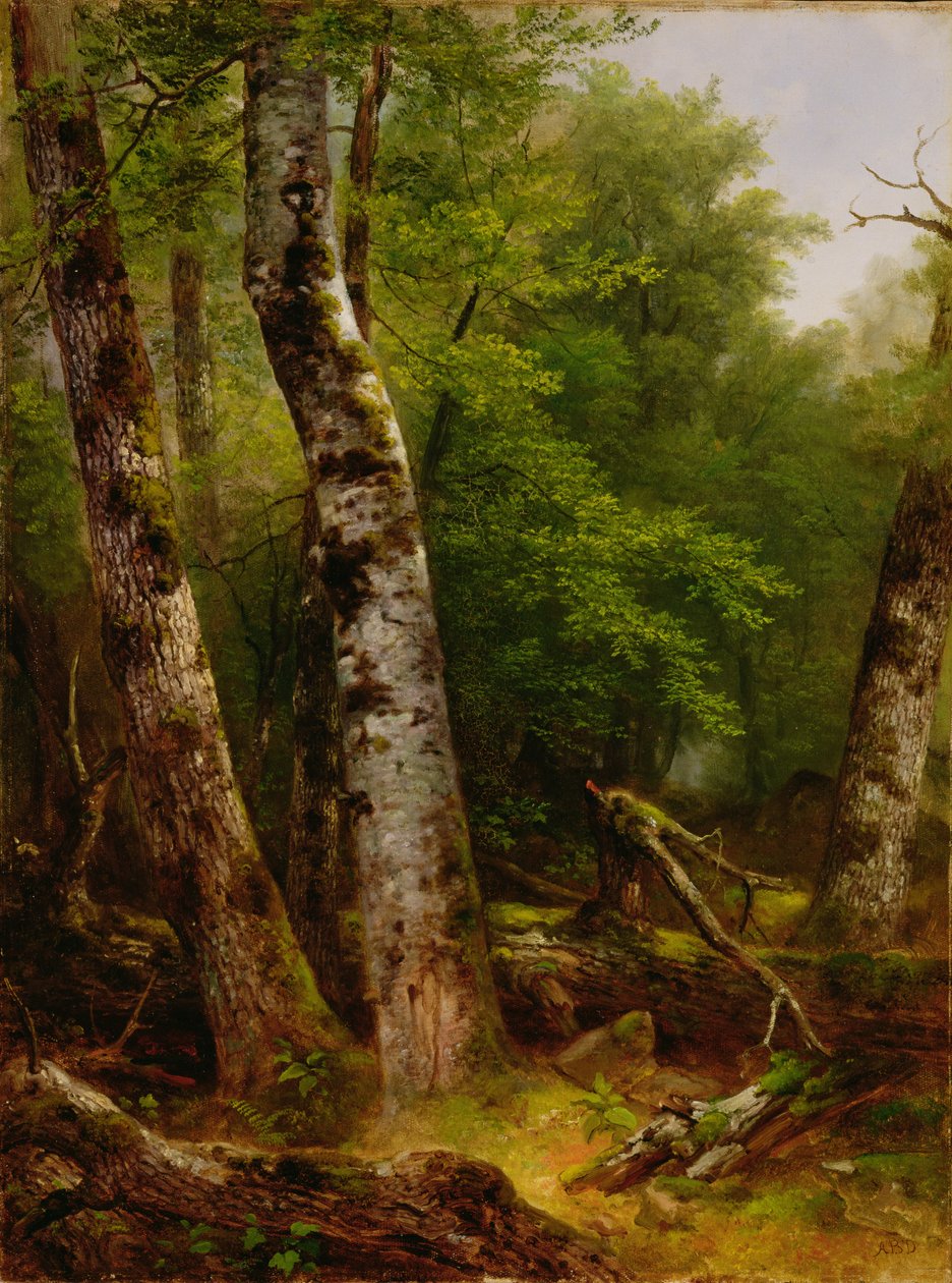 Koivu ja vaahterat, 1855 tekijältä Asher Brown Durand