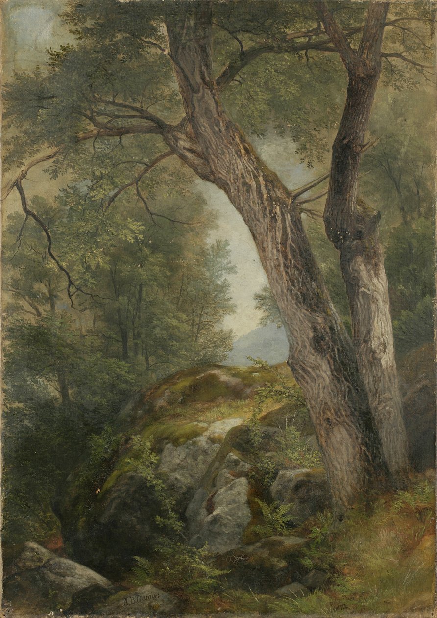 Butternut Tree Haagissa, Lake George, NY, 1862 tekijältä Asher Brown Durand