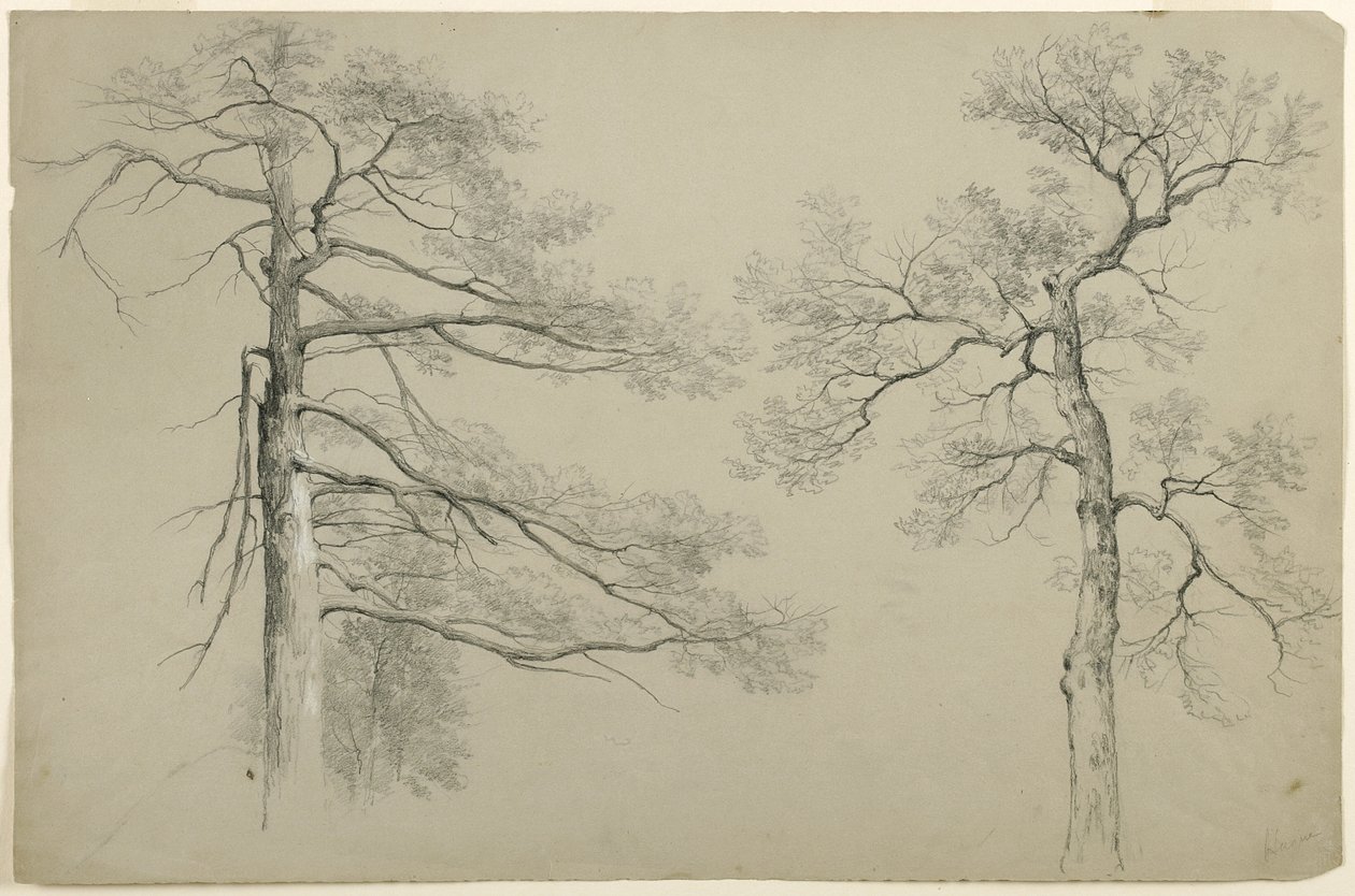 Study of Two Trees, Haag, Lake George, New York, 1862 (grafiitti ja valkoinen guassi harmaalla Bristol-paperilla) tekijältä Asher Brown Durand