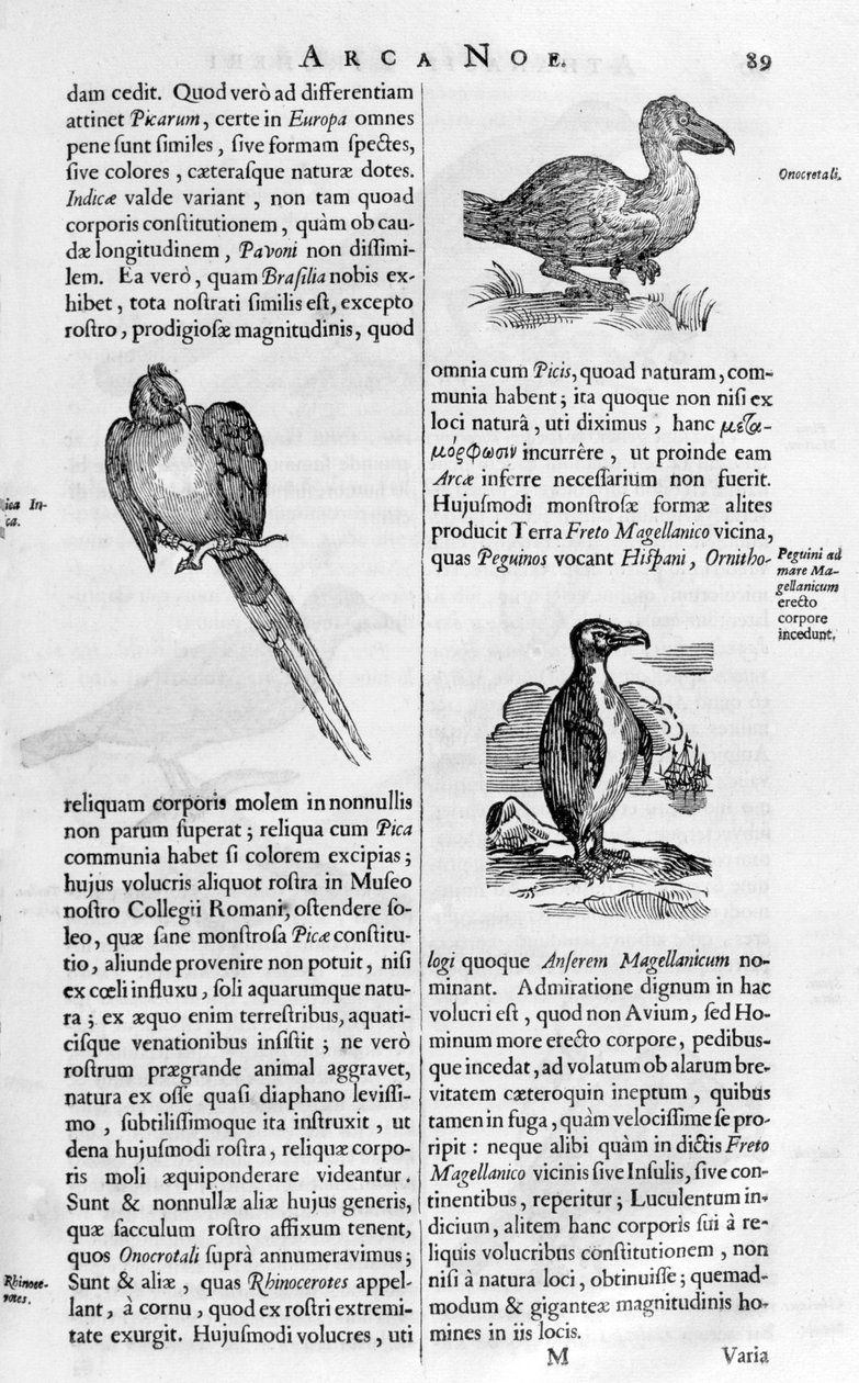 Linnut, 1675. tekijältä Athanasius Kircher