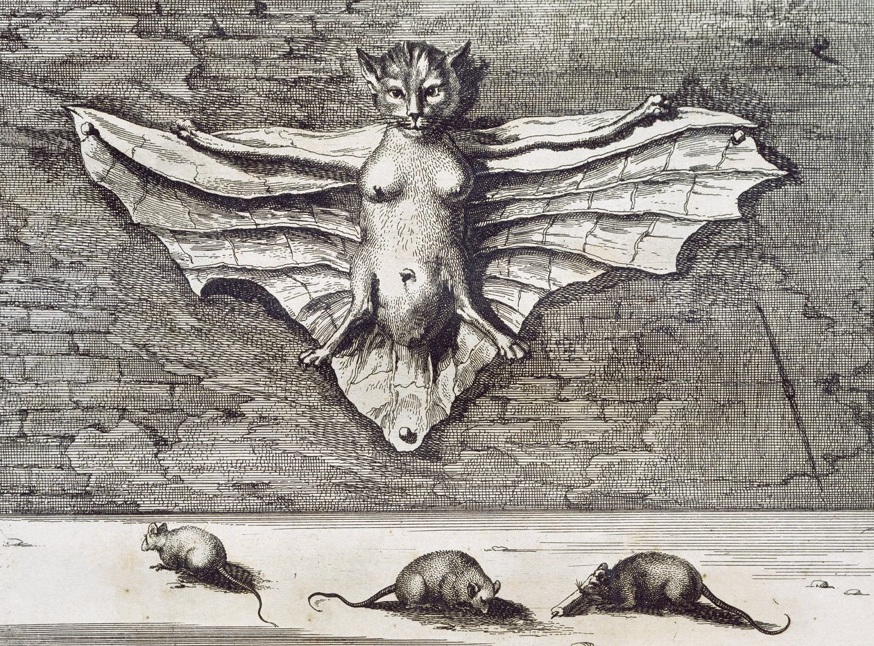 Cattus volans, 1667 tekijältä Athanasius Kircher