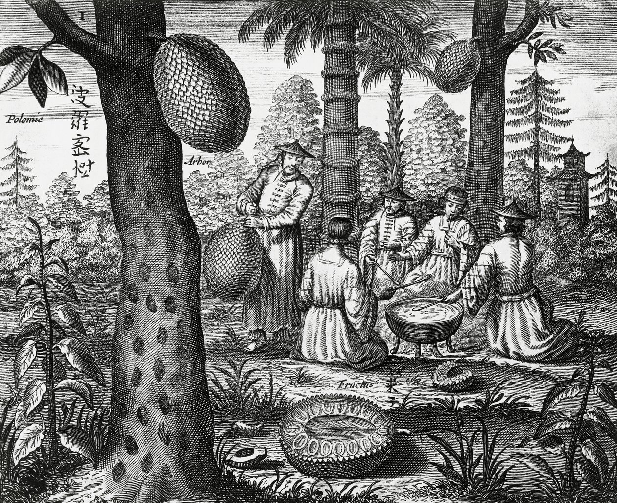 Kiinalaiset hedelmät (Arbor polomie, kiinalainen papaija), kaiverrus Kiinan monumenteista tekijältä Athanasius Kircher
