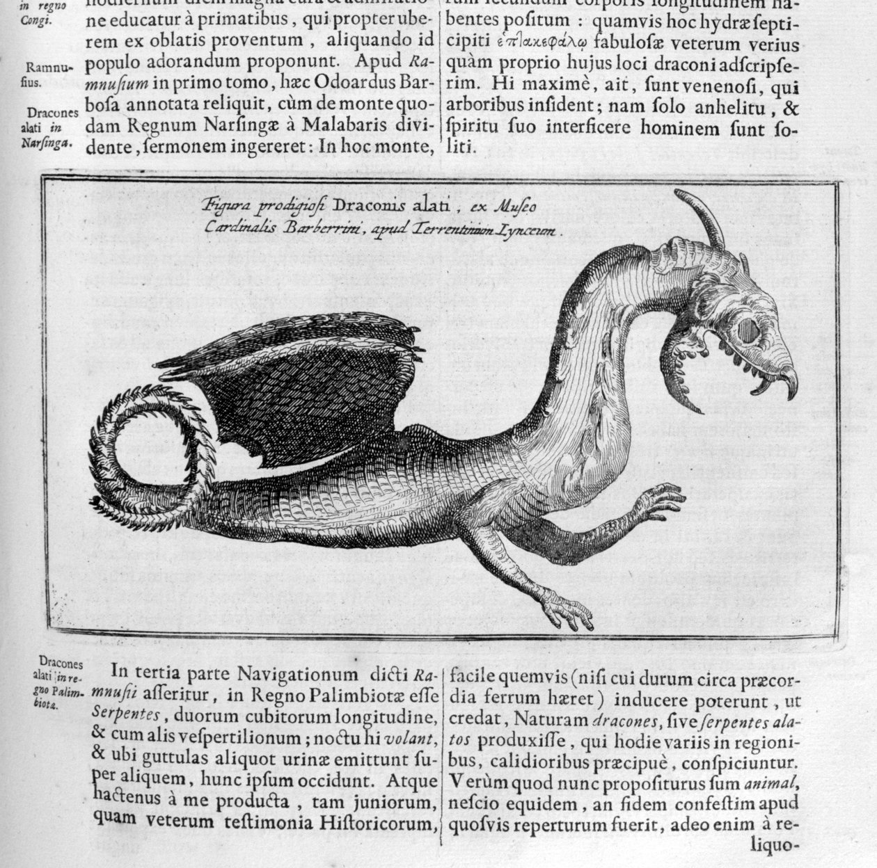 Lohikäärme, 1678 tekijältä Athanasius Kircher