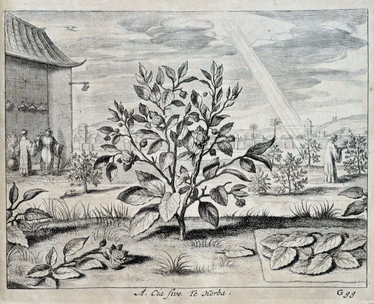 Le camellia - "" Kiinassa"", kirjoittanut Athanase Kircher (tai Athanasius Kircheri) tekijältä Athanasius Kircher