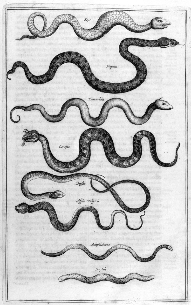Käärmetyypit, Arca Noelta tekijältä Athanasius Kircher