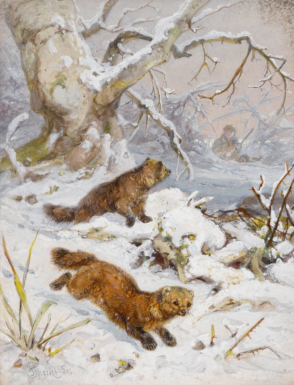 Wolverines in the Snow (wc paperilla) tekijältä August Specht