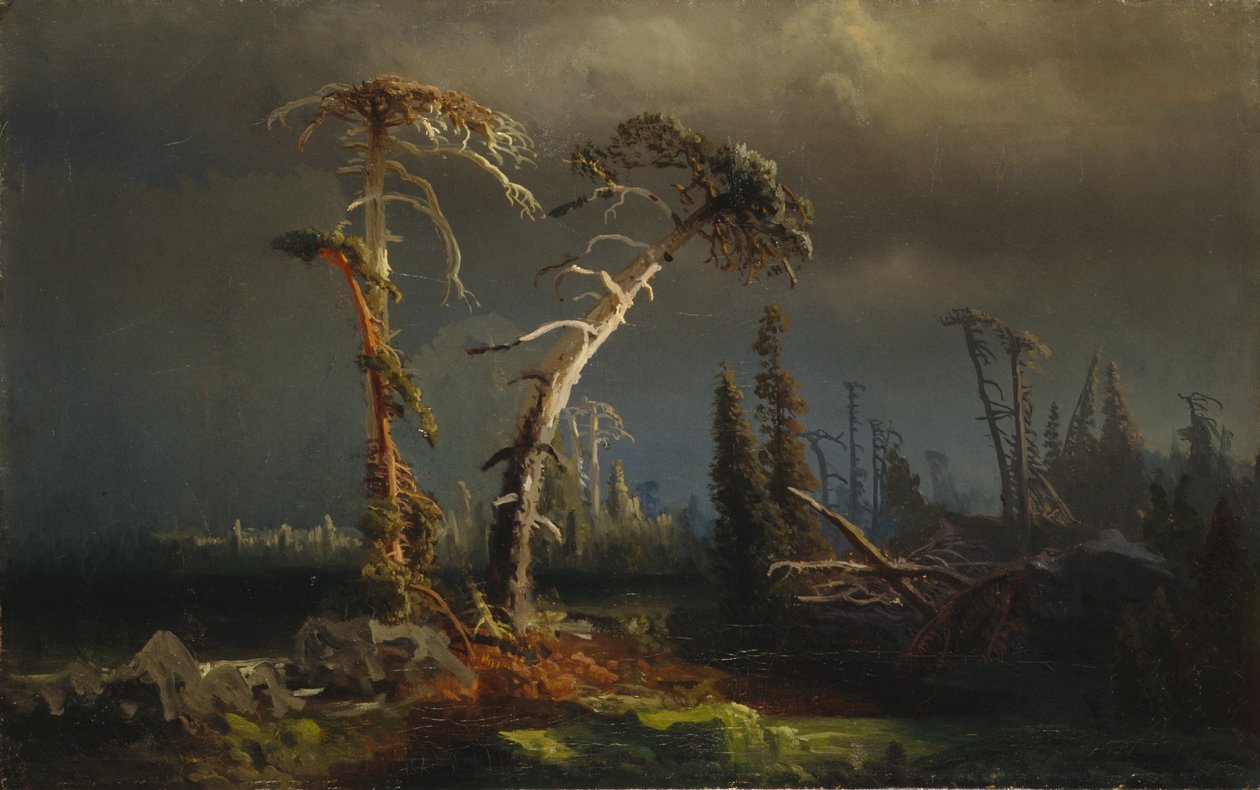 Nousevat myrskyt - kuoleva aarniometsä myrskyissä (öljy kankaalle) tekijältä August Cappelen