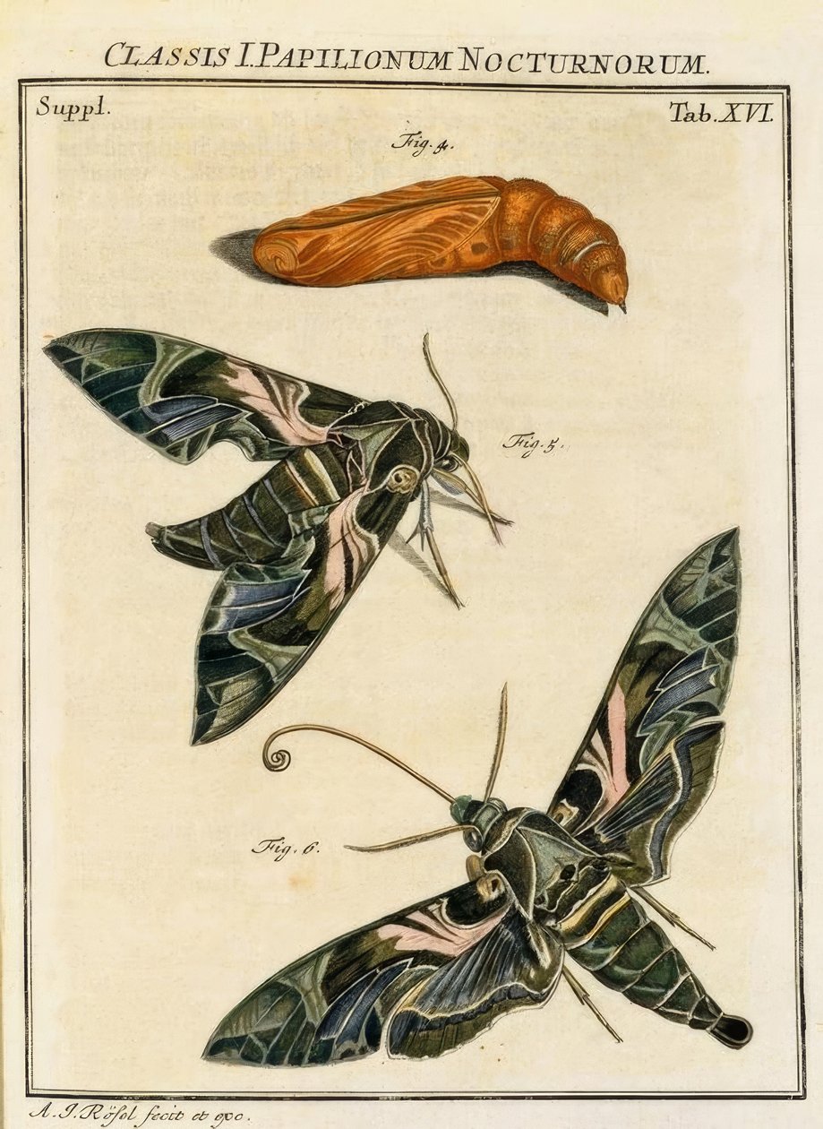 Schmetterling Daphnis neri / Rösel v. R. tekijältä August Johann Rösel von Rosenhof