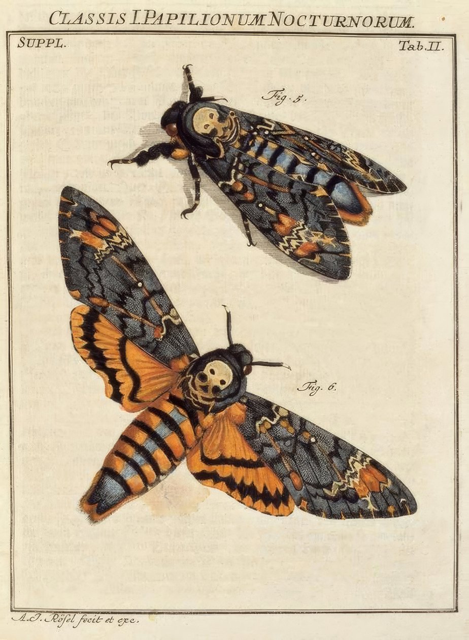 Schmetterling, Totenkopf / Rösel v. R. tekijältä August Johann Rösel von Rosenhof