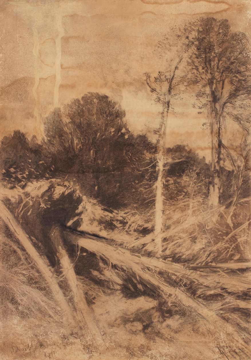 puun tutkimus tekijältä August Schaeffer von Wienwald