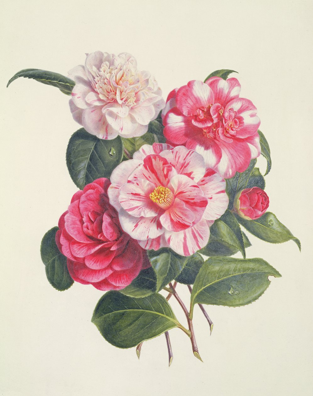 Camelias, noin 1840 tekijältä Augusta Innes Withers