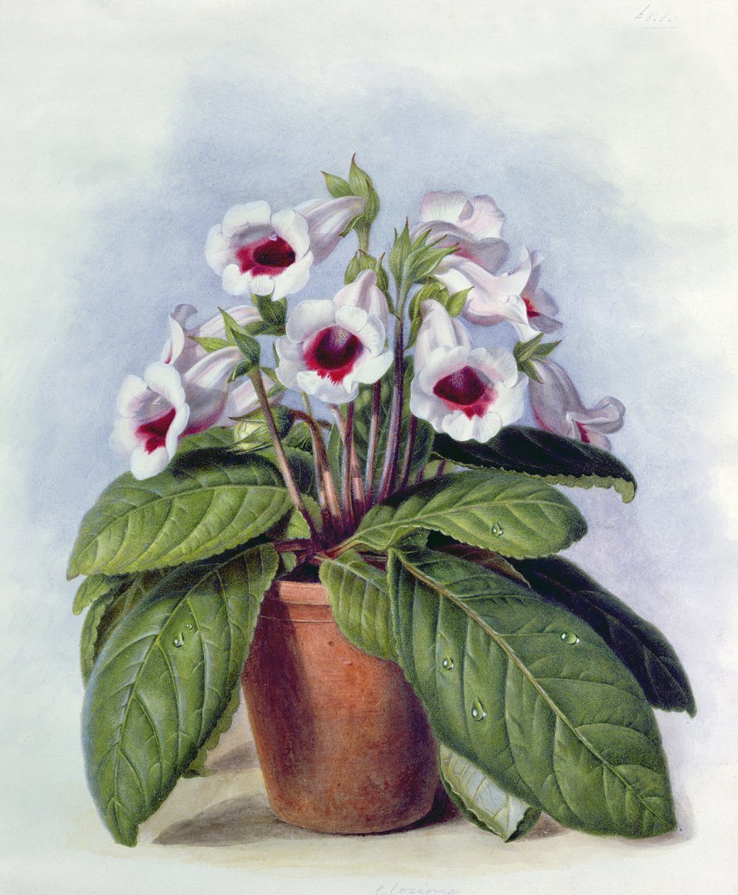 Gloxinia ruukussa, noin 1860 tekijältä Augusta Innes Withers