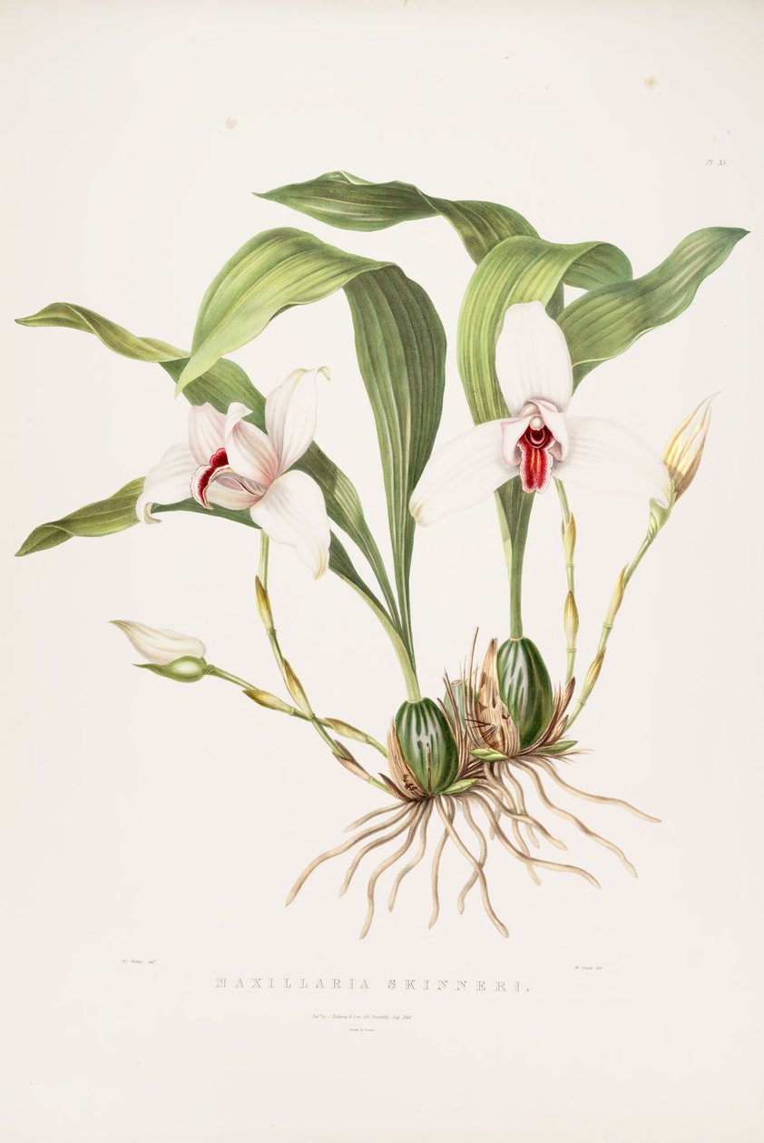 Kuva Lycaste skinneristä (syn. Maxillaria skinneri) tekijältä Augusta Innes Withers