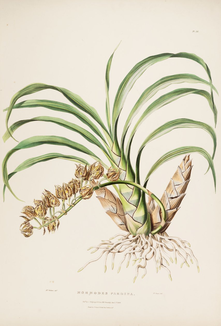 Kuva Mormodes maculata var. maculata (syn. Mormodes pardina) tekijältä Augusta Innes Withers