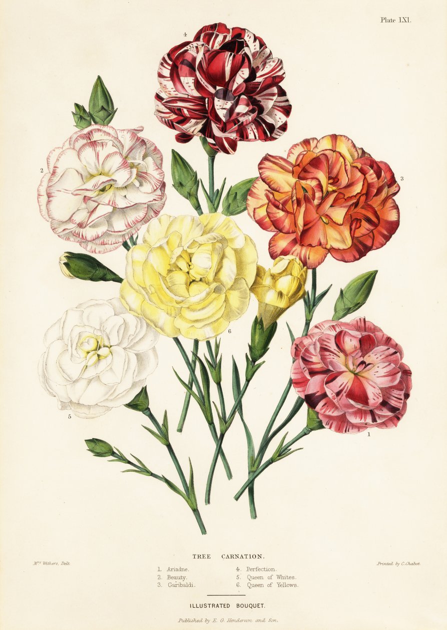 Puun neilikkalajikkeet, Dianthus caryophyllus: Ariadne 1, Beauty 2, Garibaldi 3, Perfection 4, Queen of Whites 5, Queen of Yellows 6 tekijältä Augusta Innes (after) Withers