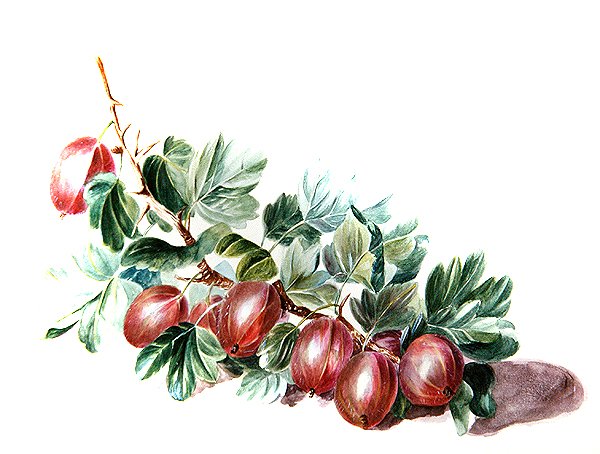 Karviaiset, n. 1860 (akvarelli paperille) tekijältä Augusta Innes Withers